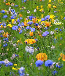Calendula, cornflower, and Pulsatilla flower field thumbnail
