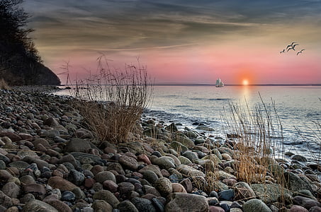 withered plant on seashore thumbnail