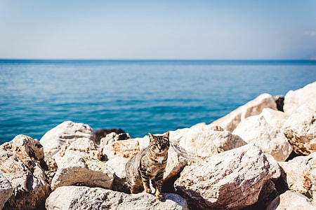 gray tabby cat standing on rock during daytime thumbnail