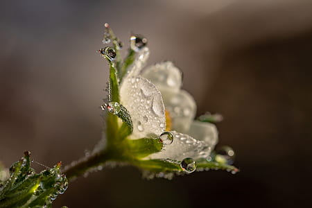 macro shot photography of gray and green flower in bloom thumbnail