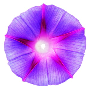 nature, pattern, purple, petals thumbnail