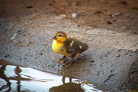 Yellow and Brown Duckling Near Body of Water thumbnail
