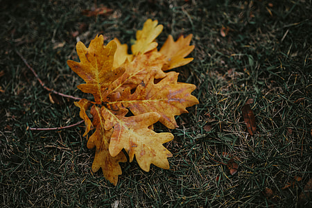Autumn leaves on the ground thumbnail