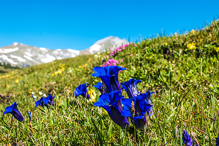 blue petaled flowers blooming at daytime thumbnail