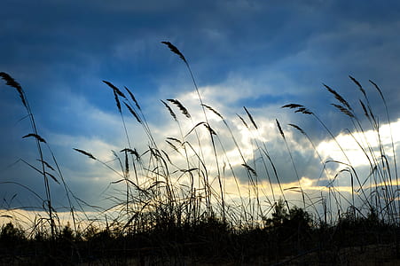 sky, clouds, field, silhouette thumbnail