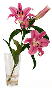 pink flowers with clear glass vase thumbnail