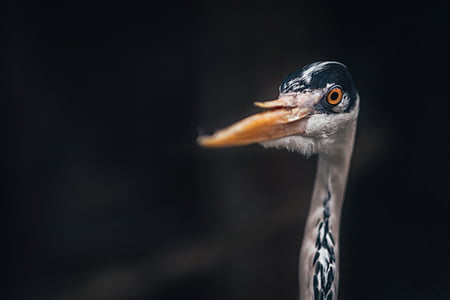 close-up photo of black and brown bird thumbnail