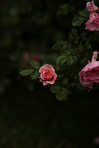 pink rose selective-focus photography thumbnail