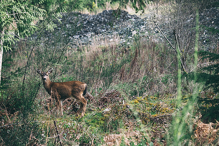brown deer on green grasses during daytime thumbnail