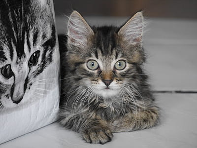 silver tabby kitten sitting on floor thumbnail