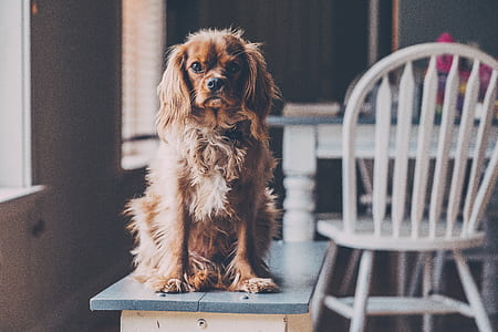 brown Cavalier King Charles spaniel sitting on desk thumbnail