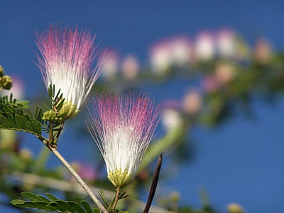 pink flowers thumbnail