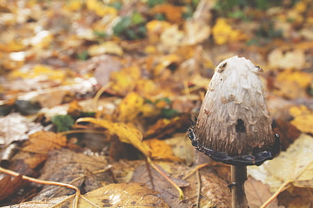 close-up photo of brown mushroom thumbnail