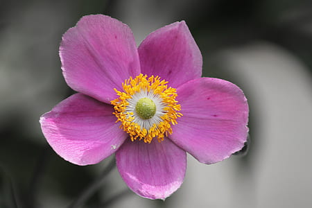 pink flower thumbnail