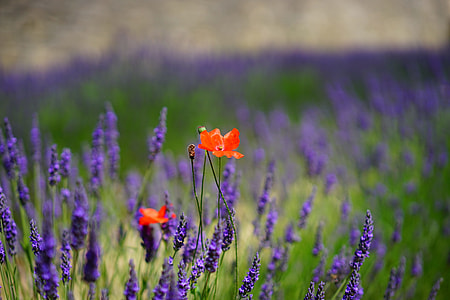 selective focus photography of orange petaled flower at daytime thumbnail