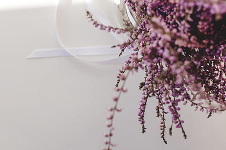 close up photography of pink cluster flowers thumbnail