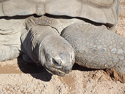 tortoise thumbnail
