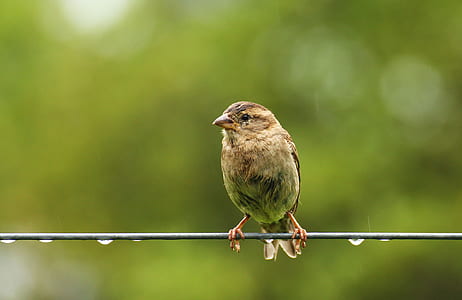 brown bird perched on wire thumbnail