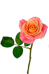 pink rose thumbnail