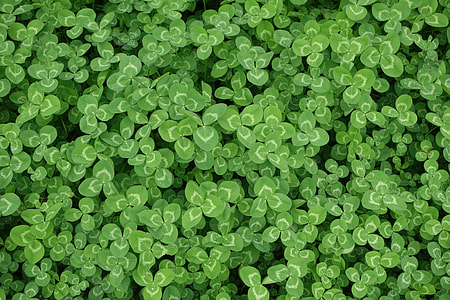 green leafed plant field thumbnail