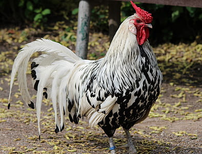 white and black rooster thumbnail