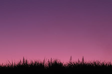 black leafed plant under purple sky thumbnail