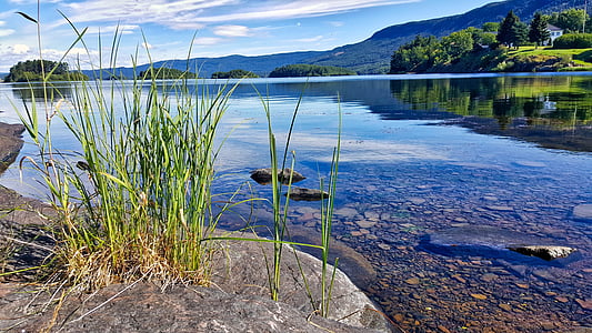 green grass on gray rock beside body of water thumbnail