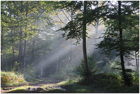 green leaf trees during daytime thumbnail