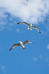 two flying white-and-gray birds thumbnail