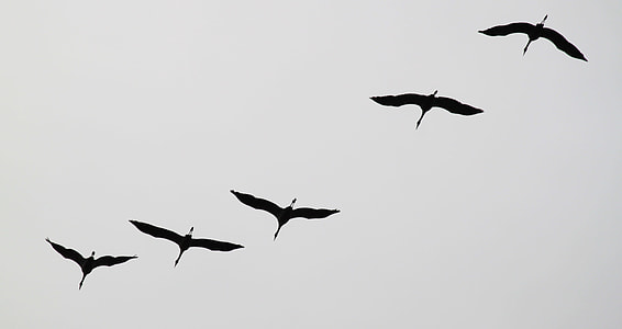 low angle photo of five flying birds' silhouettes thumbnail