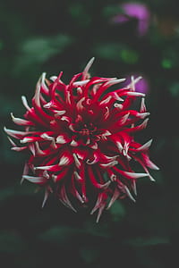 red-and-white petaled flowers in closeup shot thumbnail