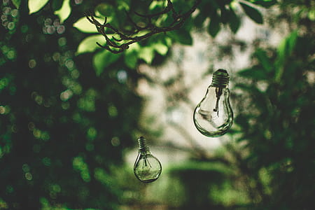 close-up photography of LED bulb hanging on green leaf tree thumbnail