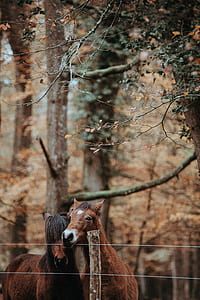 selective focus photograph of two brown horses thumbnail