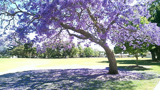 purple cherry blossom thumbnail