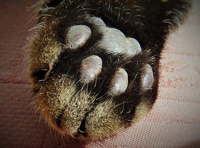 gray animal paw on textile thumbnail