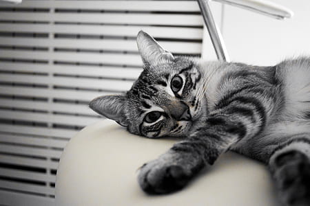 silver tabby cat near white venetian blinds photograph thumbnail
