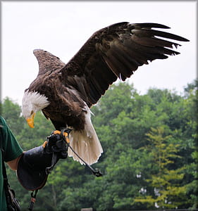 bald eagle on person's hand thumbnail