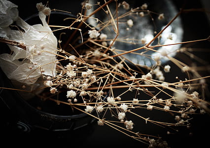 Shallow Focus Photo of White Petal Flower thumbnail