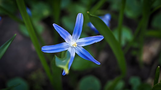 photo of purple petaled flower thumbnail