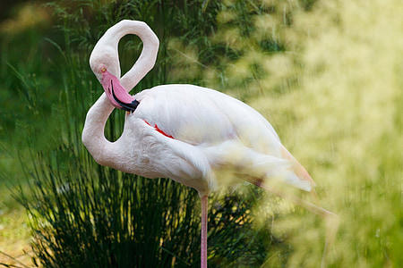 white flamingo standing front of green grass at daytime thumbnail