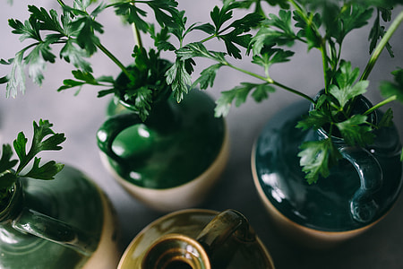 Parslel, cucumbers, green peas, and other greenery thumbnail
