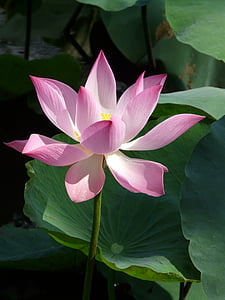 pink flower thumbnail