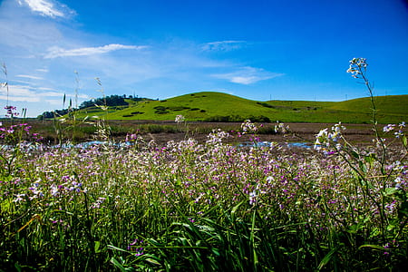landscape, nature, sky, field thumbnail