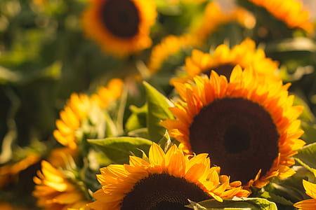 sunflower thumbnail