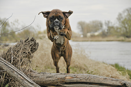 brindle boxer jumping through log thumbnail