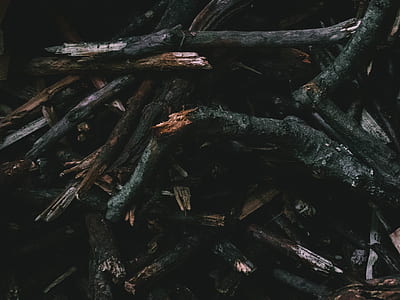 black wood twigs thumbnail