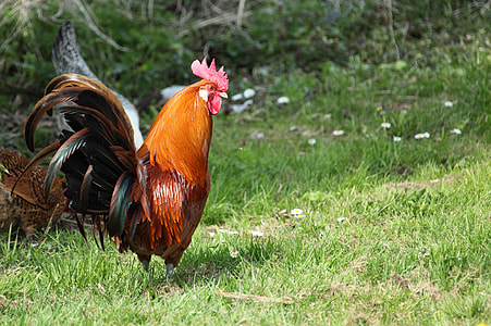 photo of red rooster on green grass field thumbnail