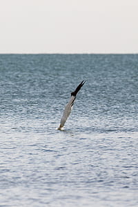 white bird flying on body of water at daytime thumbnail