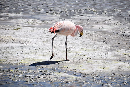 white flamingo thumbnail