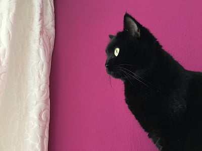 black cat near white textile thumbnail